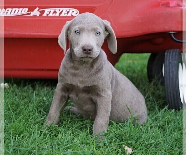 Medium Photo #5 Labrador Retriever Puppy For Sale in FREDERICKSBG, OH, USA