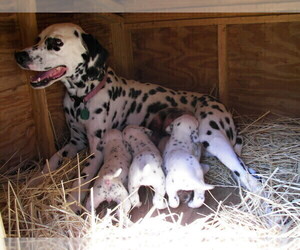 Mother of the Dalmatian puppies born on 05/05/2022