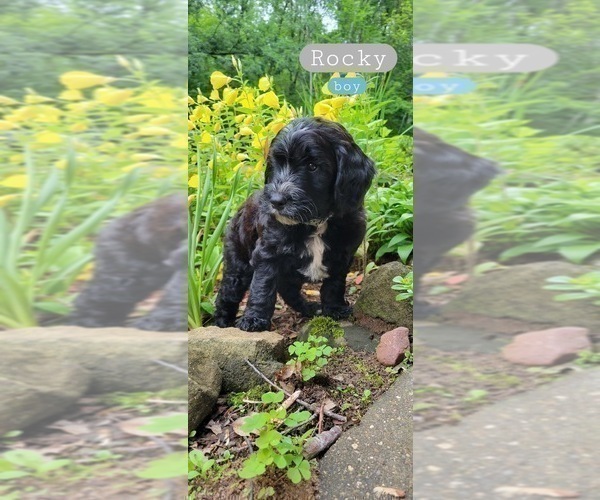 Medium Photo #2 Springerdoodle Puppy For Sale in CHETEK, WI, USA
