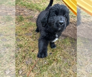 Havanese Puppy for sale in WELLMAN, IA, USA