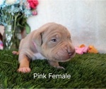 Puppy Puppy 10 Pink American Bully