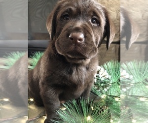 Labrador Retriever Puppy for sale in BLACKSBURG, VA, USA