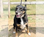 Small #2 Border Collie Mix