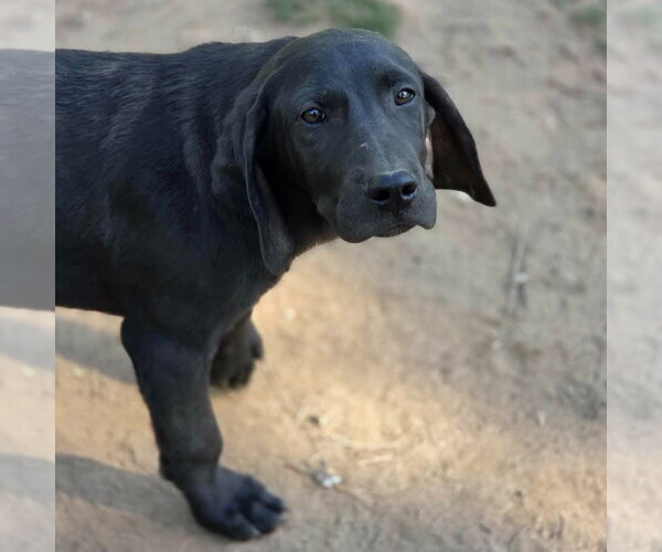Medium Photo #2 Coonhound-Unknown Mix Puppy For Sale in Canton, CT, USA