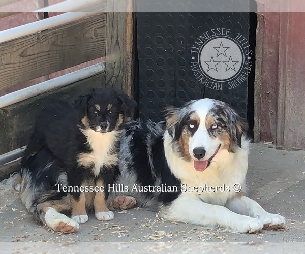 Medium Photo #3 Australian Shepherd Puppy For Sale in GEORGETOWN, TN, USA