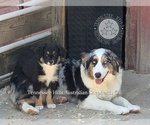 Small #2 Australian Shepherd