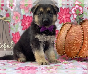 German Shepherd Dog Puppy for sale in LANCASTER, PA, USA