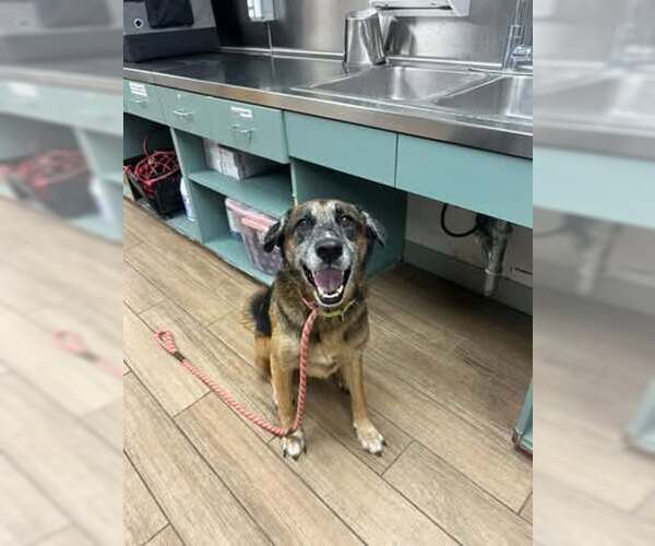 Medium Photo #1 German Shepherd Dog-Unknown Mix Puppy For Sale in Rowlett, TX, USA