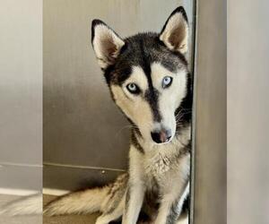 Siberian Husky Dogs for adoption in San Bernardino, CA, USA