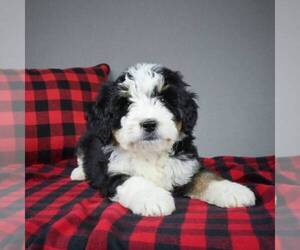 Miniature Bernedoodle Puppy for sale in DALTON, OH, USA
