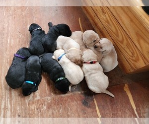 Labrador Retriever Litter for sale in LAFAYETTE, TN, USA