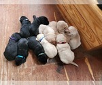 Image preview for Ad Listing. Nickname: Litter of 9