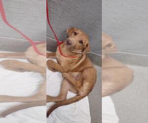 Chinese Shar-Pei-German Shepherd Dog Mix Dogs for adoption in Las Vegas, NV, USA
