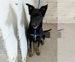 Small German Shepherd Dog