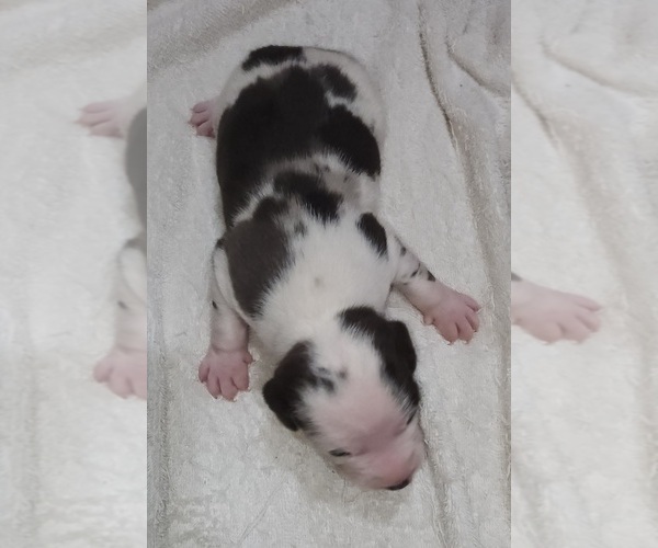 Medium Photo #5 Catahoula Leopard Dog Puppy For Sale in CUMBY, TX, USA