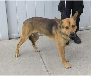 German Shepherd Dog Dogs for adoption in Louisville, KY, USA