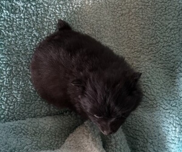 Medium Photo #5 Pomeranian Puppy For Sale in CURTISS, WI, USA