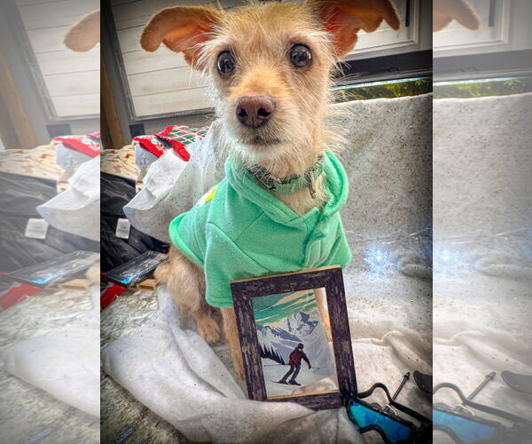 Medium Photo #2 Mutt Puppy For Sale in New London, WI, USA