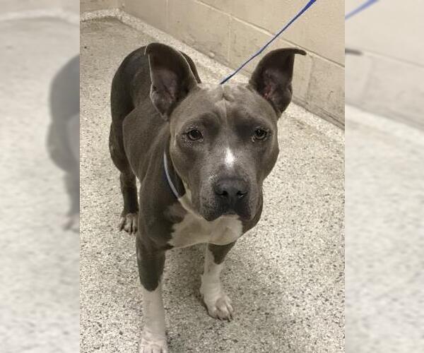 Medium Photo #1 American Pit Bull Terrier Puppy For Sale in Conroe, TX, USA