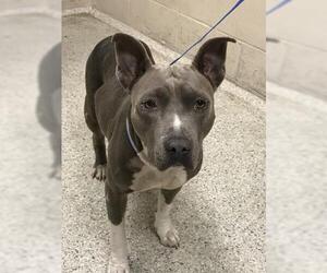 American Pit Bull Terrier Dogs for adoption in Conroe, TX, USA