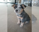 Small Photo #1 Australian Cattle Dog Puppy For Sale in CORA, WY, USA