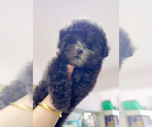 Poodle (Toy) Puppy for sale in RANCHO BERNARDO, CA, USA
