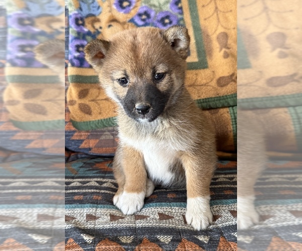 Medium Photo #5 Shiba Inu Puppy For Sale in MOUNT PLEASANT, IA, USA