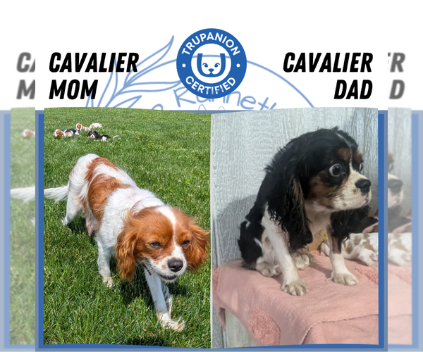 Medium Photo #11 Cavalier King Charles Spaniel Puppy For Sale in GOSHEN, IN, USA