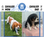 Small Photo #12 Cavalier King Charles Spaniel Puppy For Sale in GOSHEN, IN, USA