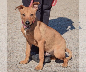 Gene - Male American Staffordshire Terrier-Vizsla Mix Dog for Adoption - Photo #3