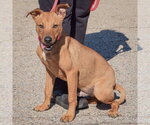 Small Photo #3 American Staffordshire Terrier-Vizsla Mix Puppy For Sale in Huntley, IL, USA