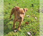Small #26 American Pit Bull Terrier-Staffordshire Bull Terrier Mix