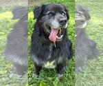 Small #2 Bernese Mountain Dog Mix
