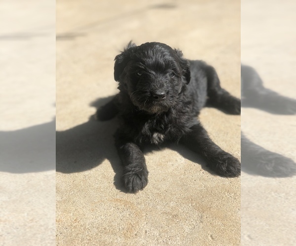 Medium Photo #8 Aussiedoodle Miniature  Puppy For Sale in SPENCER, TN, USA