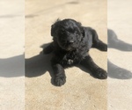 Small Photo #8 Aussiedoodle Miniature  Puppy For Sale in SPENCER, TN, USA
