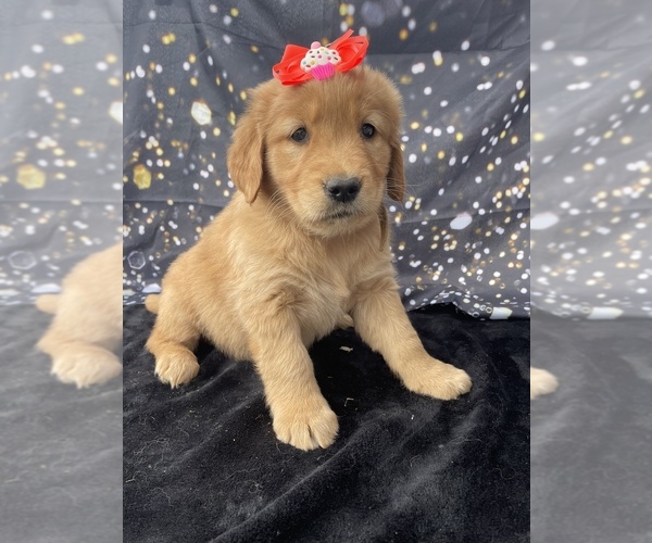 Medium Photo #2 Golden Retriever Puppy For Sale in LANCASTER, PA, USA