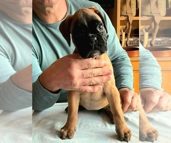 Medium Photo #5 Boxer Puppy For Sale in Budapest, Budapest, Hungary