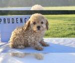 Puppy Prudence Poodle (Toy)