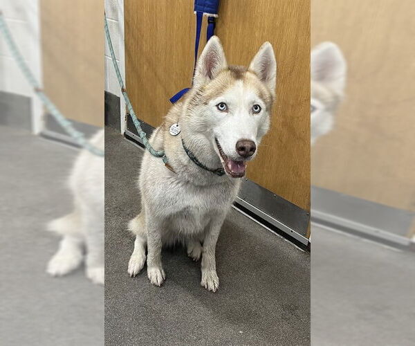 Medium Photo #1 Siberian Husky Puppy For Sale in Forestville, MD, USA
