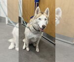 Small Siberian Husky