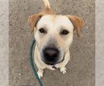 Small #13 Labrador Retriever Mix
