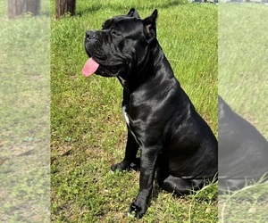 Mother of the Cane Corso puppies born on 04/28/2025
