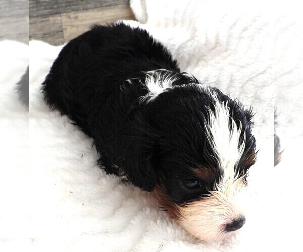 Medium Photo #4 Cavapoo Puppy For Sale in CARLISLE, KY, USA