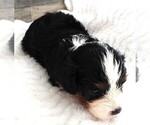 Small #3 Cavapoo