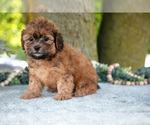 Small Photo #13 Poodle (Miniature)-ShihPoo Mix Puppy For Sale in SHILOH, OH, USA