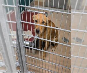 Labrador Retriever-Unknown Mix Dogs for adoption in Texas City, TX, USA