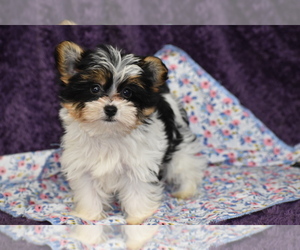 Yorkshire Terrier Puppy for sale in ELDORADO, OH, USA