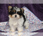 Image preview for Ad Listing. Nickname: Tex