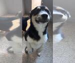Small #2 Siberian Husky Mix