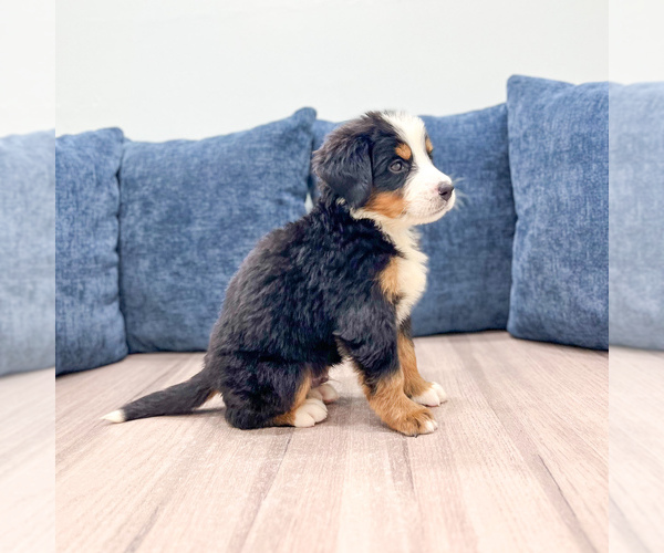 Medium Photo #3 Bernese Mountain Dog Puppy For Sale in DUNDEE, OH, USA